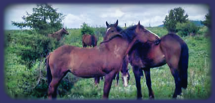 mustangs