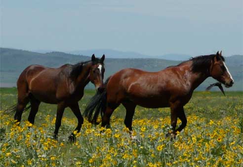 mustangs