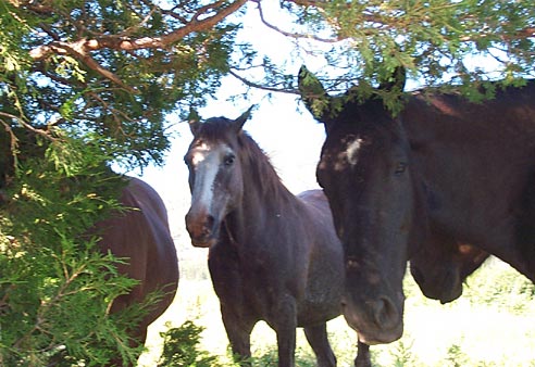 mustangs