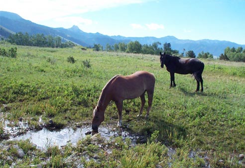 mustangs