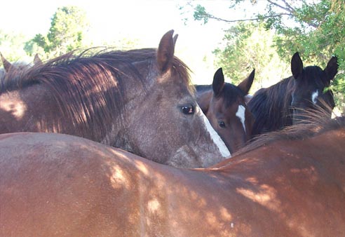 mustangs