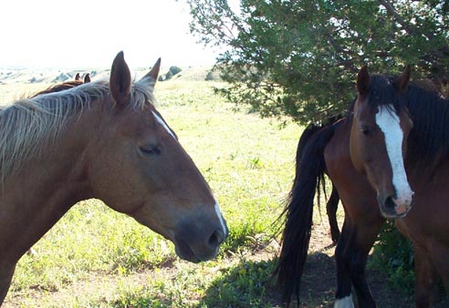 mustangs