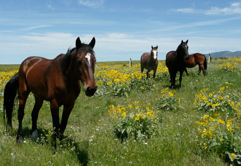 mustangs
