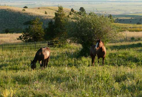 mustangs